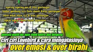 ciri ciri lovebird over emosi dan over birahi dan cara mengatasinya