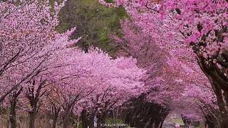 日本一の桜並木の桜吹雪