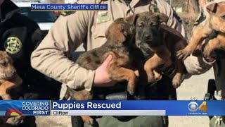 Mesa County Sheriff's Deputies Rescue Puppies From Bitter Cold