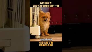 我的博美犬 可禁不住你那普通的一脚