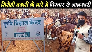 #kvkajmerrajasthan #goatfarming सिरोही बकरी के बारे में विस्तार ‌से जानकारी ।details of Sirohi goat