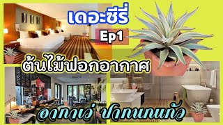 ต้นไม้ฟอกอากาศเดอะซีรี่ Ep1​อากาเว่ปากนกแก้ว​ Agave​ Desmetiana var.