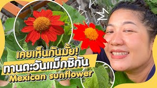 SUANSOM EP.22 | เพิ่งเคยเห็นต้นทานตะวันแม็กซิกัน (Mexican sunflower) ครั้งแรก !!