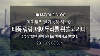 메이두리 vlog - 2019.09.08.Sun. - 태풍 링링, 메이두리를 휩쓸고 가다!