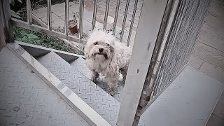 A stray dog stood at the stairs, timidly waiting, its eyes revealing a longing for food.