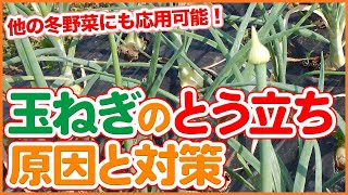 タマネギのとう立ちは何故起きる！？原因と対策を徹底解説！家庭菜園や農園で春の玉ねぎ収穫を成功させる温度調整方法もご紹介【農園ライフ】