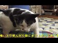 ３匹の保護猫のボス的ゴロー推定10歳　あるマッサージ器具に一目ぼれ