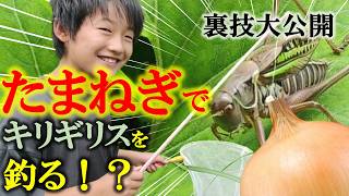 狂暴な化け物キリギリスをたまねぎで釣りまくる