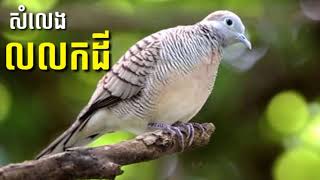 សំលេងលលកដីយំច្បាស់ៗល្អ/ The sound of a dove crying clearly