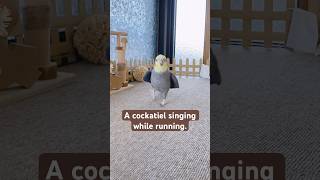 ゼンマイ仕掛けのオモチャみたい⁈走って歌うオカメインコこはく #cockatielsinging #オカメインコ歌