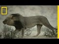 Lion Portrait | National Geographic