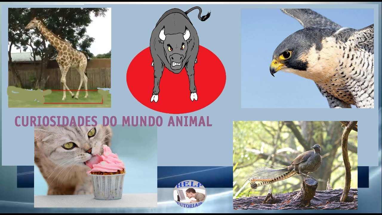 Curiosidades Sobre Animais Que Você Não Sabia ! - Fatos Interessantes ...