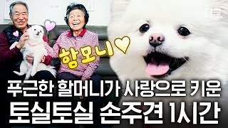 [#고독한훈련사] (70분) 귀여운 몸매와 갖가지 애교로 손주 노릇 다한다🐶 할머니, 할아버지 사랑 듬뿍 받고 자란 손주견 모음.zip