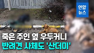 동물까지 죽이고 퇴각…러시아군 잔혹한 만행 '상상 초월'  / 연합뉴스 (Yonhapnews)