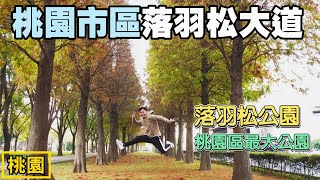 桃園市區公園竟然藏有冬季戀歌場景般的落羽松林蔭大道！不但不用與車爭道，還可以野餐，公園設施完善！順遊桃園區面積最大的運動公園 | 玉山公園、陽明運動公園 |桃園景點、桃園賞落羽松景點