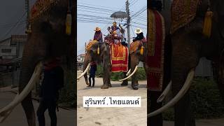 บวชนาคช้างวันสงกรานต์#บวชนาค#วันสงกรานต์#สุรินทร์#บ้านช้าง#elephant#elephantthailand