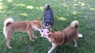 Shiba Inu Three Way Tug-of-war