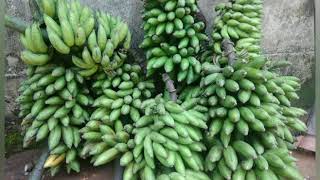 ಸುಖೇಳಿ- ಒಣಗಿಸಿದ ಬಾಳೆ ಹಣ್ಣು.Banana dry fruit