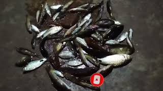 HUNTING FISH/KERALA FISHING വല ഉപയോഗിച്ച് എങ്ങനെ വലിയ മീനുകളെ പിടിക്കാം #shoukath_media