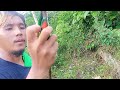 kulasisi || Catch in just 30 seconds || Catch and release #birds #hunting #hunter