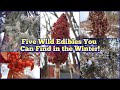 Five Wild Edibles You Can Still Find in the Winter