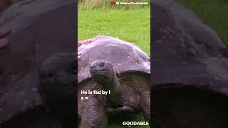 This Tortoise Set A New Guiness World Record #Shorts