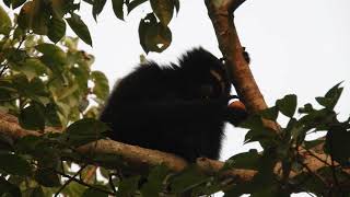 Western Hoolock Gibbon in Kaziranga National Park