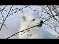 小海豹一出生竟面临如此险境 极地突发暴雪 海豹母子能否顺利度过