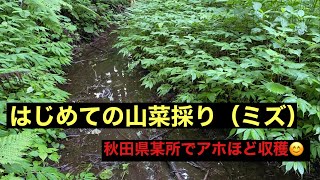 【歳の差夫婦の田舎暮らし】山菜採りに連れて行ってもらいました😊