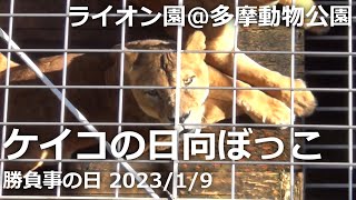 【ライオン】ケイコの日向ぼっこ 2023/1/9【多摩動物公園】