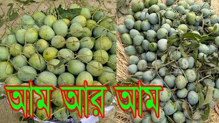 আমার আব্বু যখন আম গাছ থেকে আম নাময় | লেট ভ্যারিয়েন্ট আম আশ্বিনা | গাছে পাকা আম | Chapai Mango.