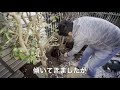 ［園芸］bosch 高圧洗浄機 ea100 で庭木＜蝋梅（ろうばい）＞を植え替える動画