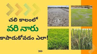 చలి నుండి వరి నారు కాపాడుకోవడం ఎలా!Paddy Seedbed Caring| Farmer Care_రైతు సంరక్షణ|