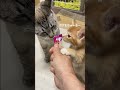 ノールック猫パンチをくり出す猫　 shorts ウツボ師匠