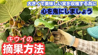 キウイの摘果方法【タイミング】【目的】【ヘイワード】2023年6月10日