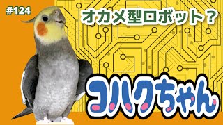 動くモノに反応して歌い出す☆おもちゃのロボットみたいなオカメインコ Mickey Mouse March