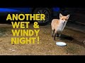 Horrible weather! #fox #squirrel #wildlife #windy #wet #fyp #viralvideo #video