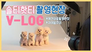 [솔티핫티] 애견의류 브랜드 촬영브이로그/쇼핑몰 촬영/강아지 스튜디오촬영 (ft귀여움주의)