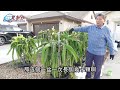 potted dragon fruit pruning and fertilization do this way will grow like crazy.