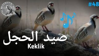 Голос на Куропатка | Partridge voice | Partridge hunting | Keklik sesi | صدا به پارتریج | صوت الحجل