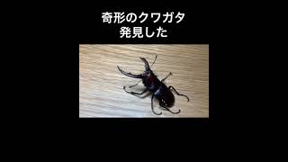 I found a malformed stag beetle in October!! ︎