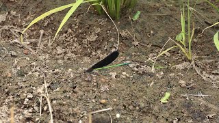 ハグロトンボとアマガエルの子ガエル＠宮城県岩沼市