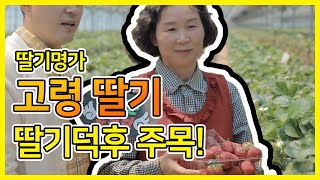 딸기명가 고.령.딸.기? 딸기덕후 주목!