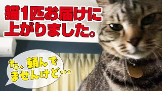 中途解約不可な猫の定期便