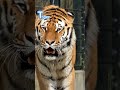 Tiger 🐅 I Tiger sound | Animal sound #trending #viralvideo #shortsfeed