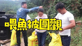 小石頭農村搞養殖，吸引了不少朋友，幫忙割草餵魚【石頭秀】