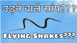 उड़ने वाले सांपों की 5 प्रजातियां//Top 5 species of flying snakes//The Facts in Hindi