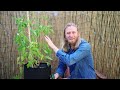 How to PRUNE + POLLINATE Any Tomato Plant  The Most Effective Strategies