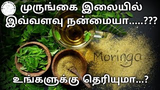 முருங்கை இலையில் இவ்வளவு நன்மை இருக்கா...? #murungaikeeraibenifits #moringa #murungaikeerairecipes