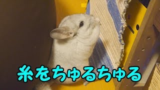 【チンチラ】ちゅるちゅる系の気分【こすけ】